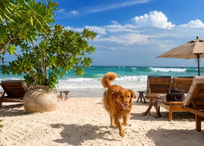 Olivia Oceanfront Hotel 5*